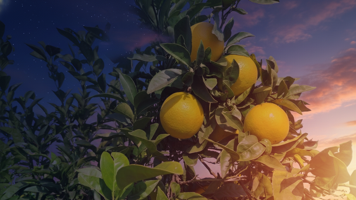 Alertan de un repunte de robos de cítricos en plena campaña de recolección en el Levante español.png